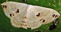 Somatina rufifascia