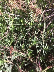 Oenothera hartwegii