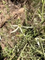Anthocercis angustifolia