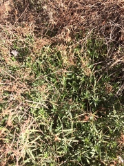 Oenothera hartwegii