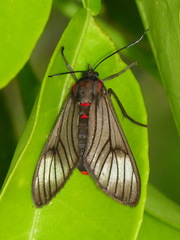 Saurita nigripalpia image