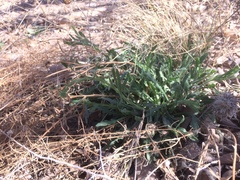 Aphanostephus riddellii