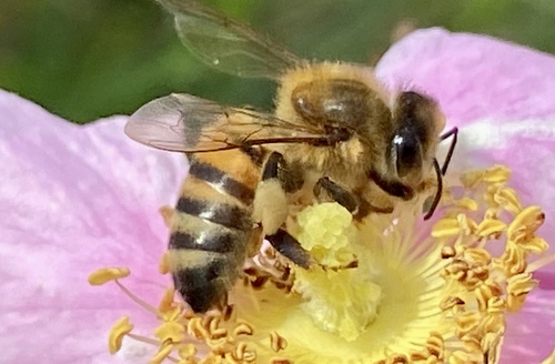 iNaturalist observation photo of Western Honey Bee