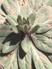 Oenothera albicaulis