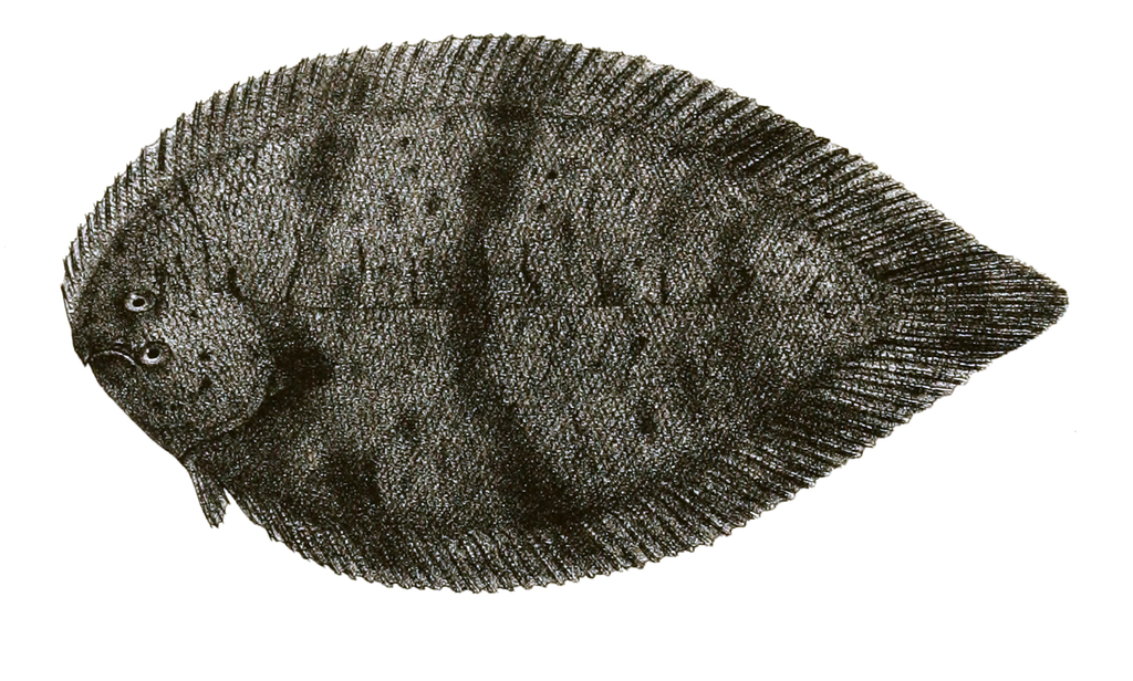Brachirus pan