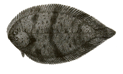 Brachirus pan