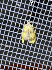 Acleris curvalana