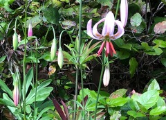 Lilium kelloggii