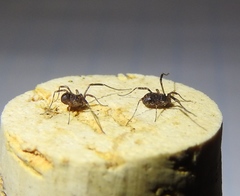 Paroligolophus agrestis