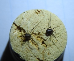 Paroligolophus agrestis