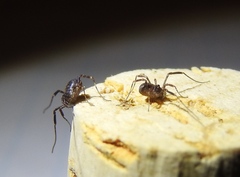 Paroligolophus agrestis
