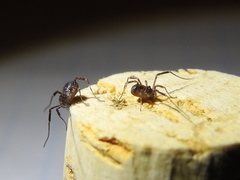Paroligolophus agrestis