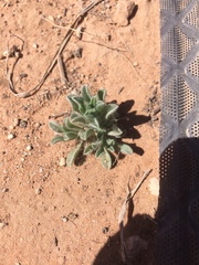 Lappula occidentalis