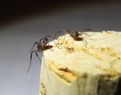 Paroligolophus agrestis