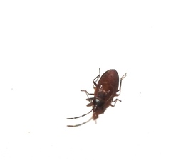 Gastrodes