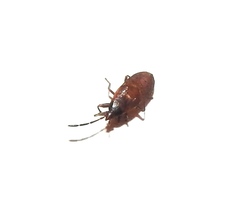 Gastrodes