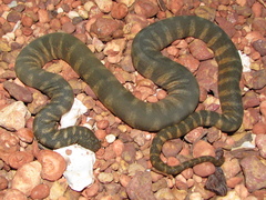 Acrochordus granulatus