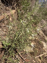 Anthocercis angustifolia