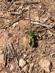 Rhynchosida physocalyx