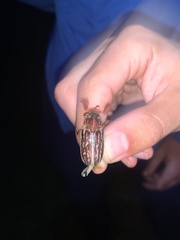 Polyphylla variolosa