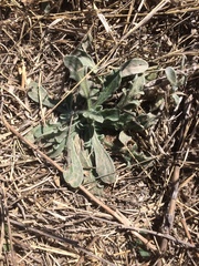 Psilostrophe tagetina