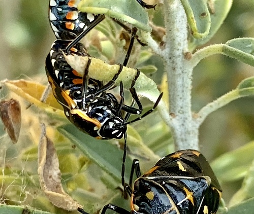 iNaturalist observation photo of Harlequin Bug