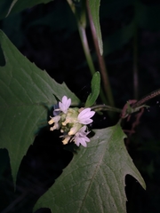 Polymnia laevigata