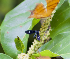 Leucotmemis nexa