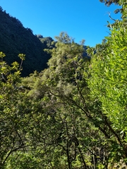 Sophora longicarinata