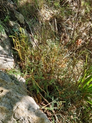 Sophora longicarinata