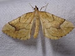 Eulithis mellinata