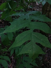 Polymnia laevigata