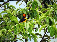 Icterus auricapillus