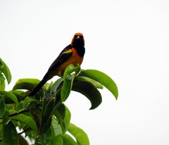Icterus auricapillus