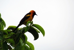 Icterus auricapillus