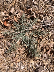 Hymenopappus flavescens