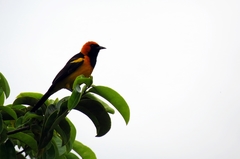 Icterus auricapillus