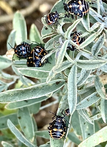 iNaturalist observation photo of Harlequin Bug