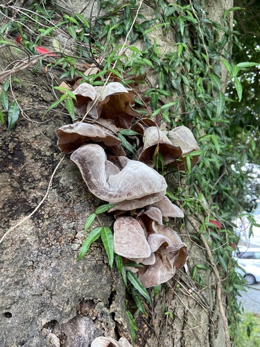 Auricularia polytricha