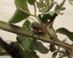 Metcalfiella erecta