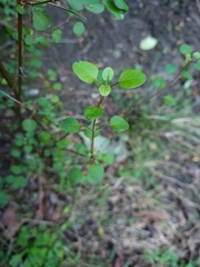 Teucrium parvifolium