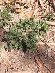 Lepidium oblongum