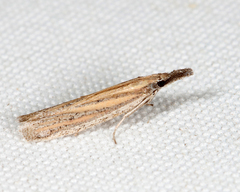 Bandera binotella