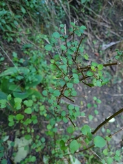 Teucrium parvifolium