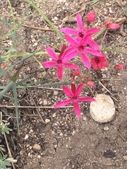 Ipomopsis aggregata bridgesii