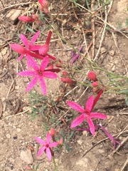 Ipomopsis aggregata bridgesii