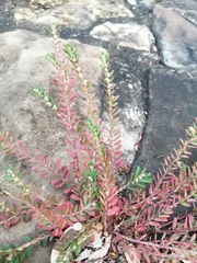Euphorbia thymifolia
