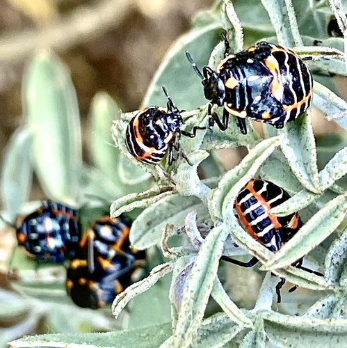 iNaturalist observation photo of Harlequin Bug