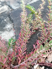 Euphorbia thymifolia