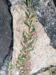 Euphorbia thymifolia